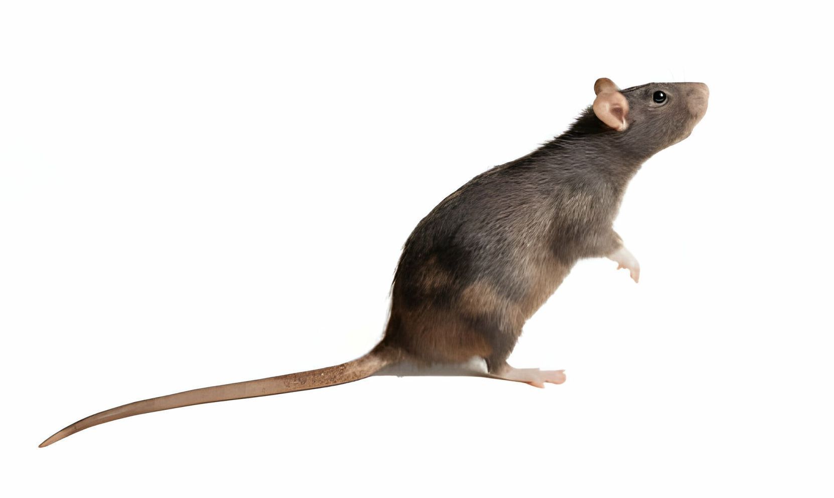 Rata de alcantarilla (Rattus norvegicus) Rata de alcantarilla (Rattus norvegicus)