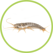 acabar con pececillo de plata acabar con pececillo de plata