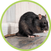 Tratamiento para acabar con las ratas