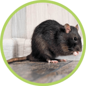 como acabar con las ratas y ratones Tratamiento para acabar con las ratas