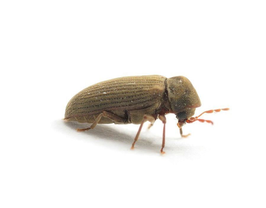 Adulto de carcoma común (Anobium punctatum) Adulto de carcoma común (Anobium punctatum)