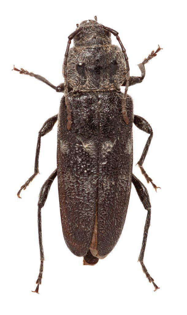 Carcoma grande (Hylotrupes bajulus) Carcoma grande (Hylotrupes bajulus)