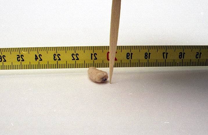 como acabar con las carcomas en muebles