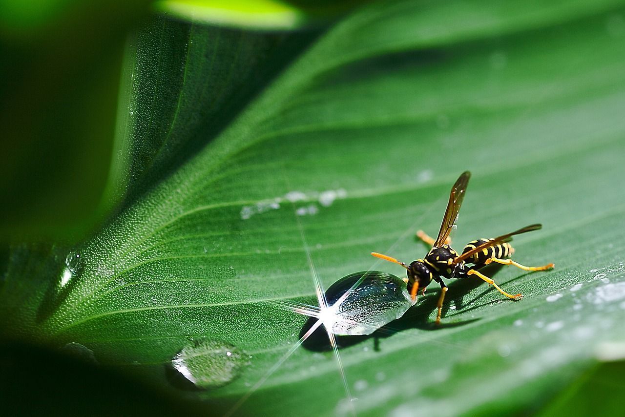 Las avispas acuden al agua Las avispas acuden al agua