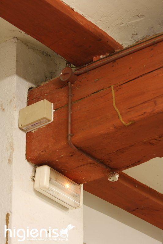 Servicios de mantenimiento de termitas en Alicante Servicios de mantenimiento de termitas en Alicante