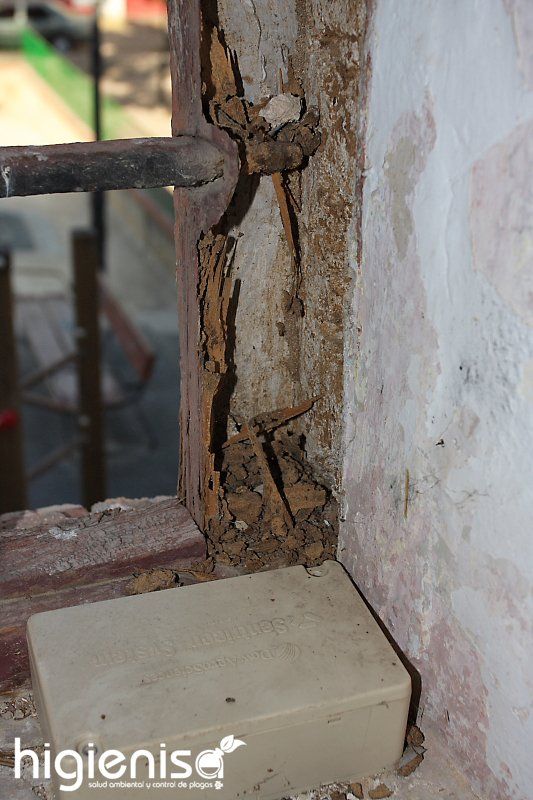 ataque de termitas en madera