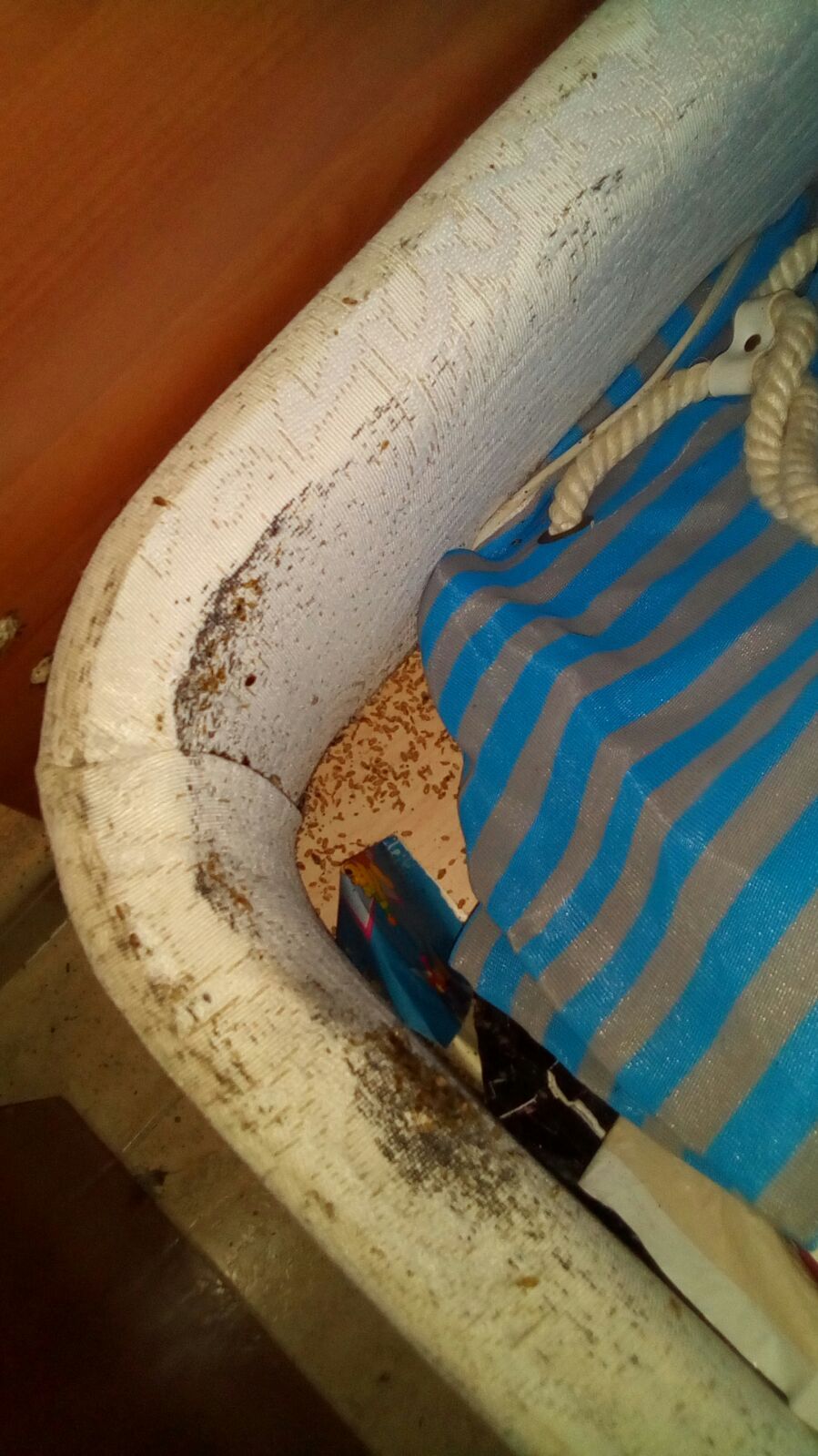 Somier de la cama infestado por plaga de chinches de la cama Somier de la cama infestado por plaga de chinches de la cama