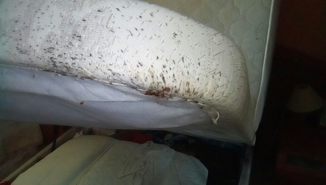 plaga de chinches de la cama chinches de la cama en casa