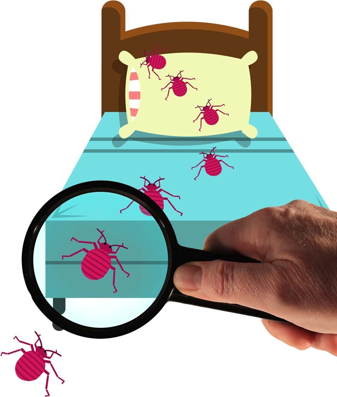 detectar chinches de la cama como detectar chinches de la cama