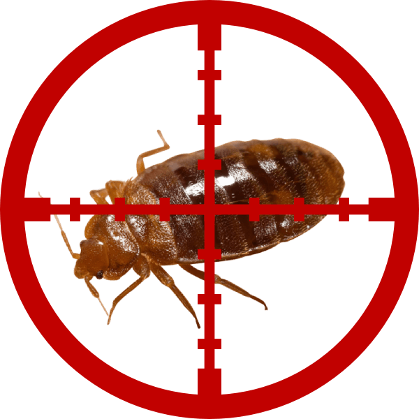 chinches de la cama chinches de la cama