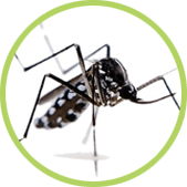 matar mosquitos matar mosquitos