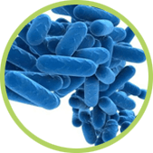 Prevención y Control de la Legionella Tratamientos Legionella Desinfecciones