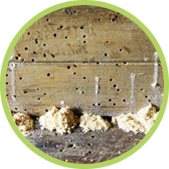 eliminar carcoma eliminar carcoma