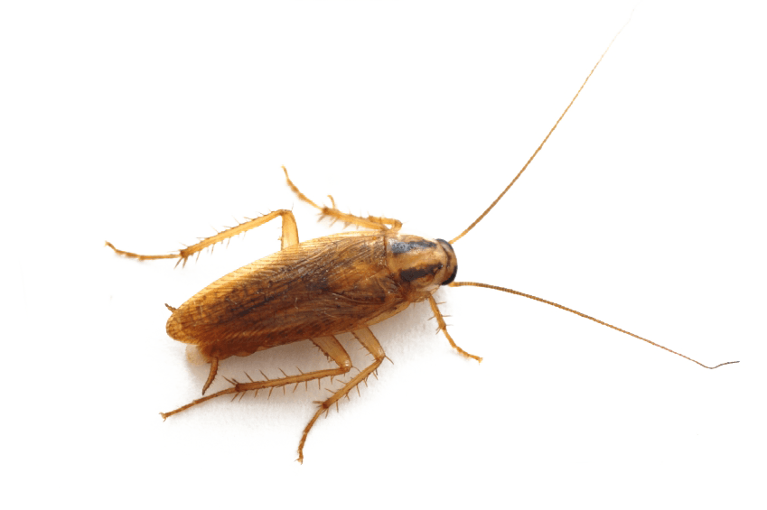 Cucaracha alemana (Blatella germanica)