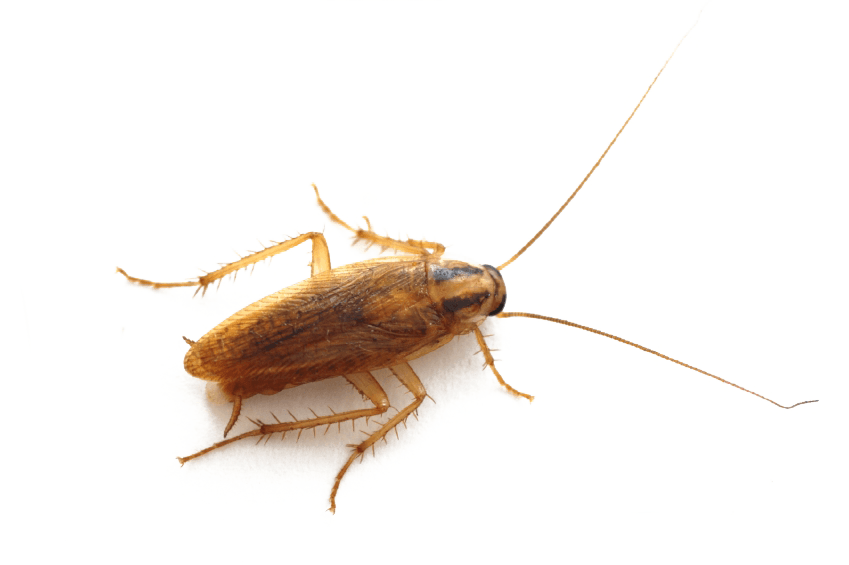 cucaracha alemana blatella germanica cucaracha alemana blatella germanica