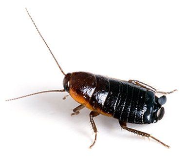 cucaracha oriental cucaracha oriental blatta orientalis