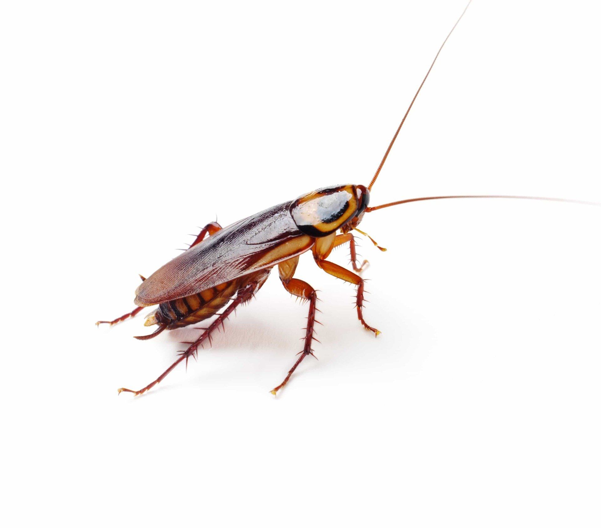 cucaracha americana Periplaneta americana