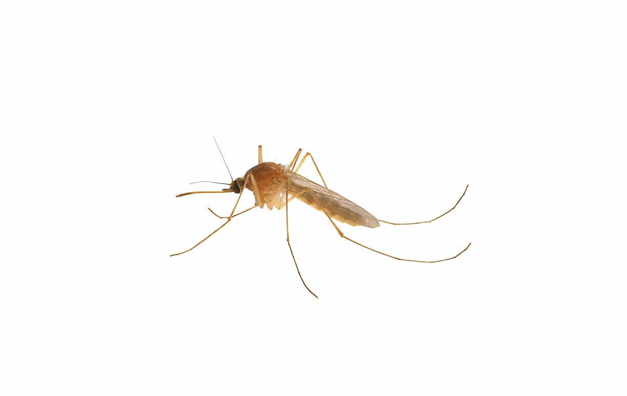 culex pipiens mosquito culex pipiens mosquito