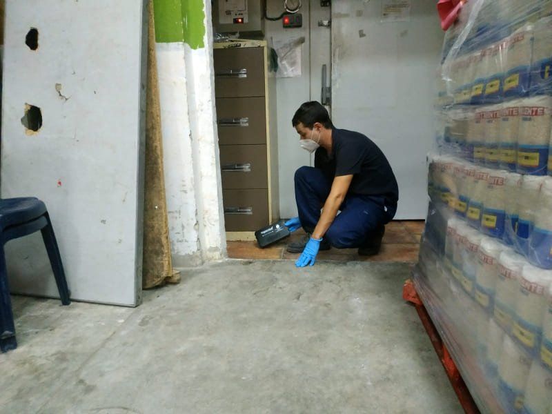 Profesional Desratización instalando trampa de seguridad para roedores en Alicante Profesional Desratización instalando trampa de seguridad para roedores en Alicante