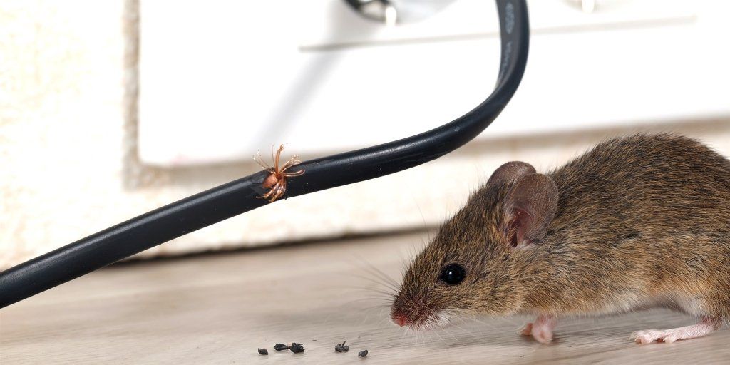 Las ratas causan daños eléctricos Las ratas causan daños eléctricos