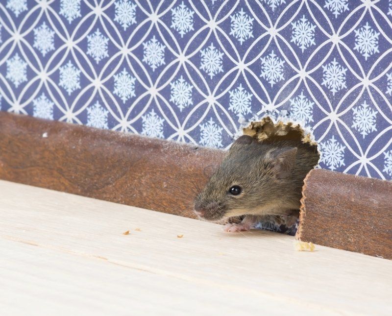 Problema de ratas en casa Problema de ratas en casa
