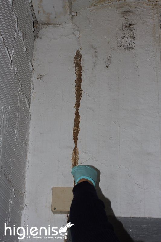 Cordón terroso o canal de progresión construido por las termitas en la pared