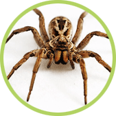 matar arañas matar arañas