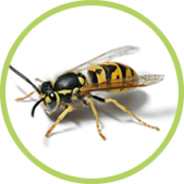 Eliminar Avispas Tratamiento para eliminar avispas