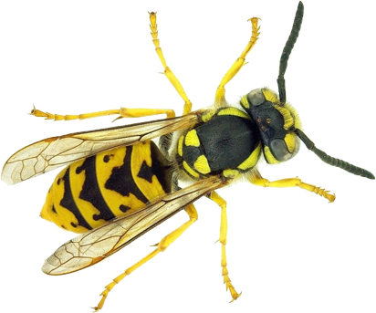 AcÃculas Procesionaria del pino AcÃculas Procesionaria del pino