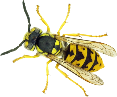 Tratamiento para eliminar avispas Tratamiento para eliminar avispas