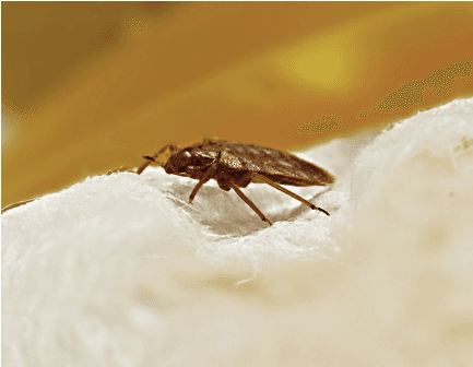 plaga de chinches de la cama problema de chinches de la cama