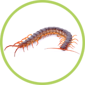 eliminar cienpies jardin eliminar cienpies jardin