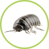 eliminar cochinilla humedad eliminar cochinilla humedad