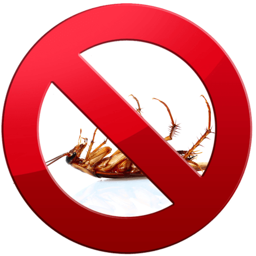Eliminar cucarachas en casa Eliminar cucarachas en casa