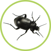 eliminar escarabajos eliminar escarabajos