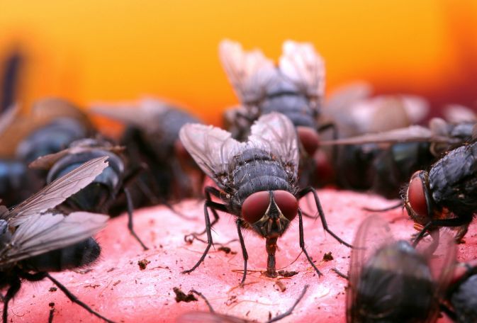 moscas en casa o negocio moscas en casa o negocio