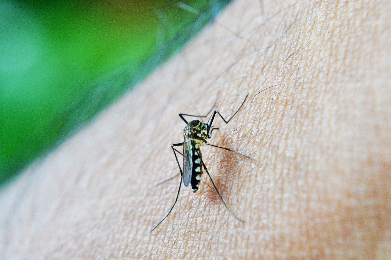 evitar picadura mosquito