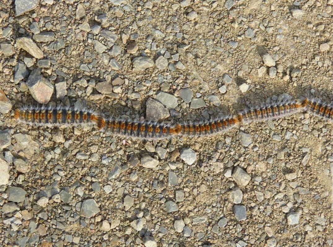cómo combatir la procesionaria del pino cómo combatir la procesionaria del pino
