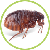 cómo eliminar pulgas eliminar pulgas