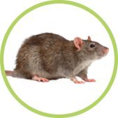 eliminar ratas eliminar ratas