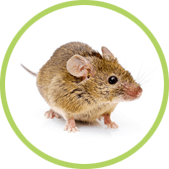 eliminar ratones eliminar ratones