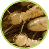 cómo eliminar termitas eliminar termitas en casa