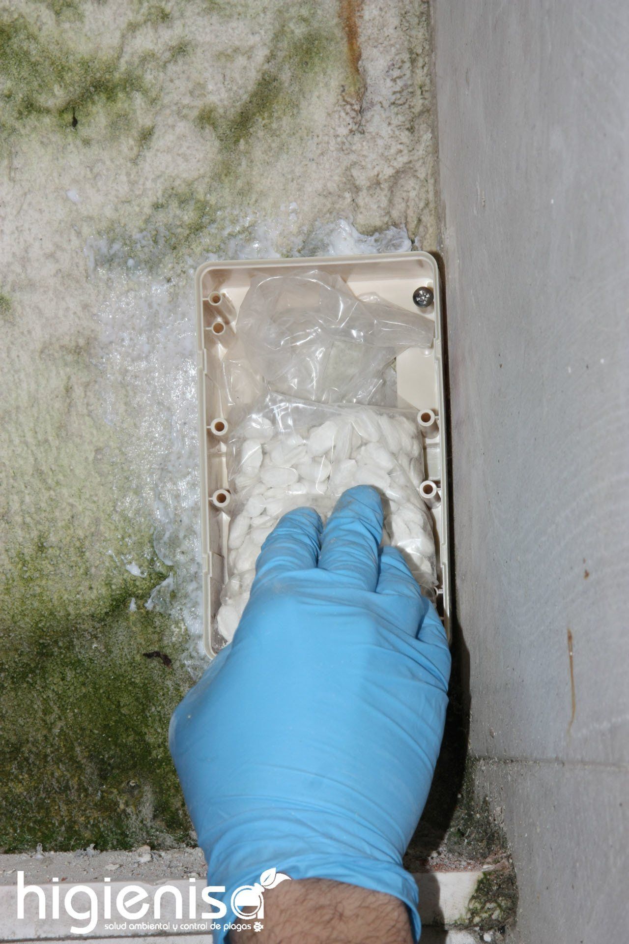 Tratamientos de eliminación de termitas en Alicante Tratamientos de eliminación de termitas en Alicante