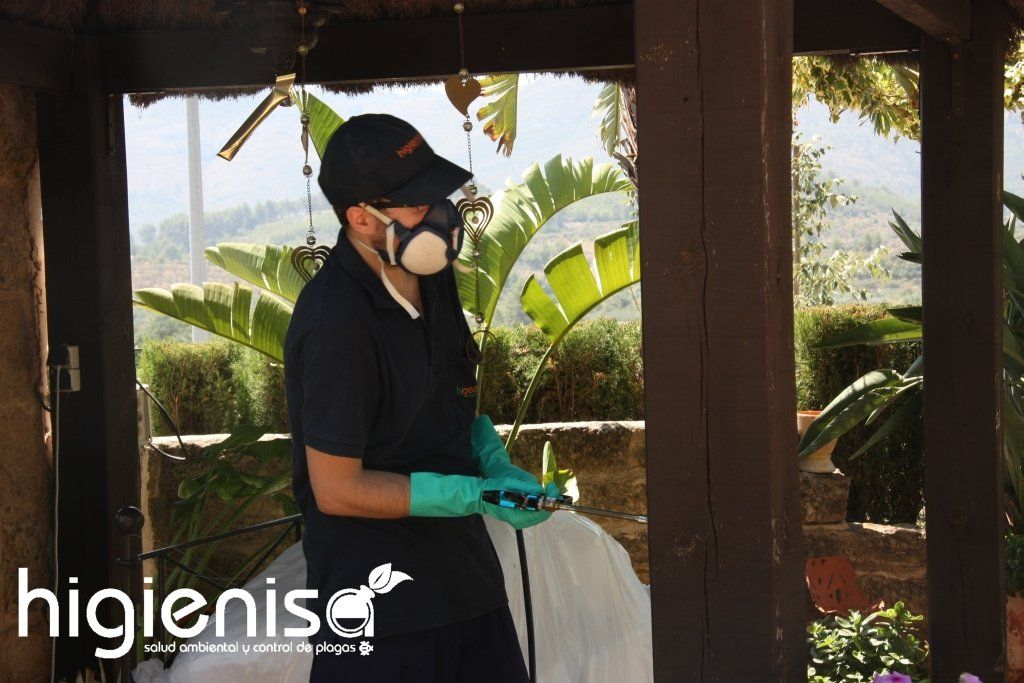 Tratamiento de termitas en Torrevieja Tratamiento de termitas en Torrevieja