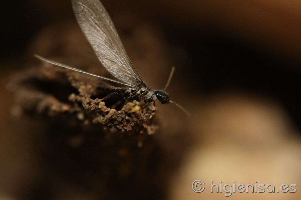 foto termita voladora con alas