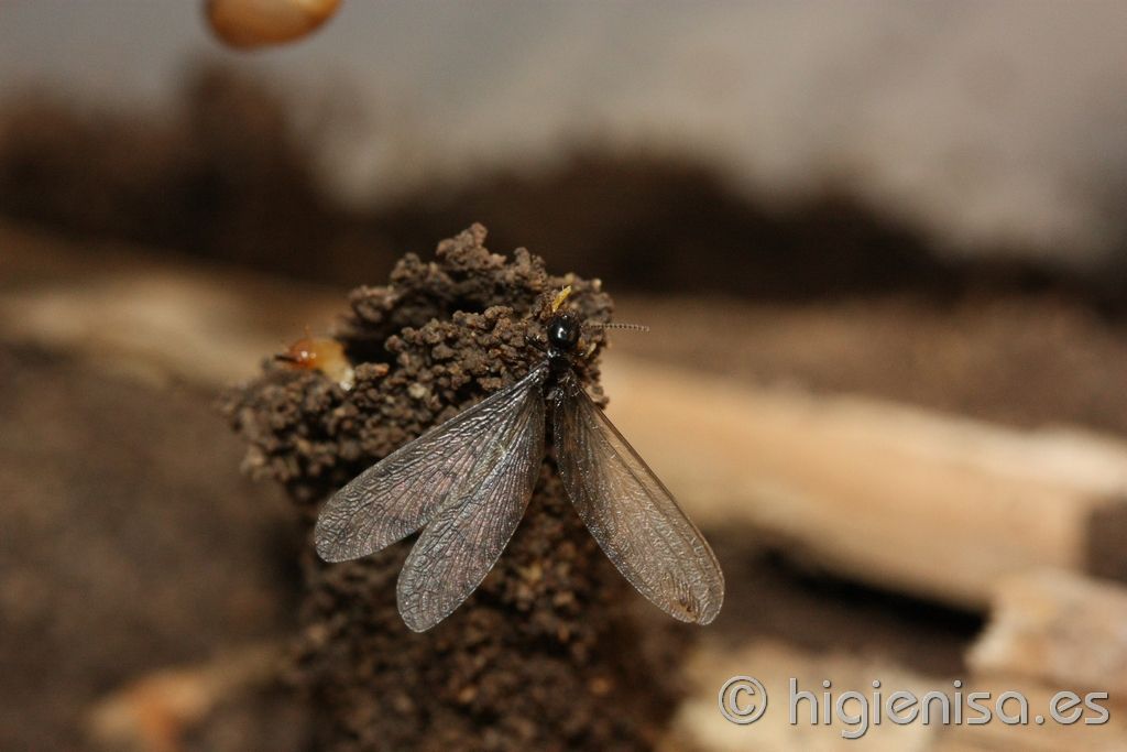 termitas con alas termitas con alas