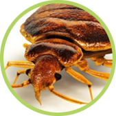 fumigar chinches de la cama tratamientos para fumigar chinches de la cama