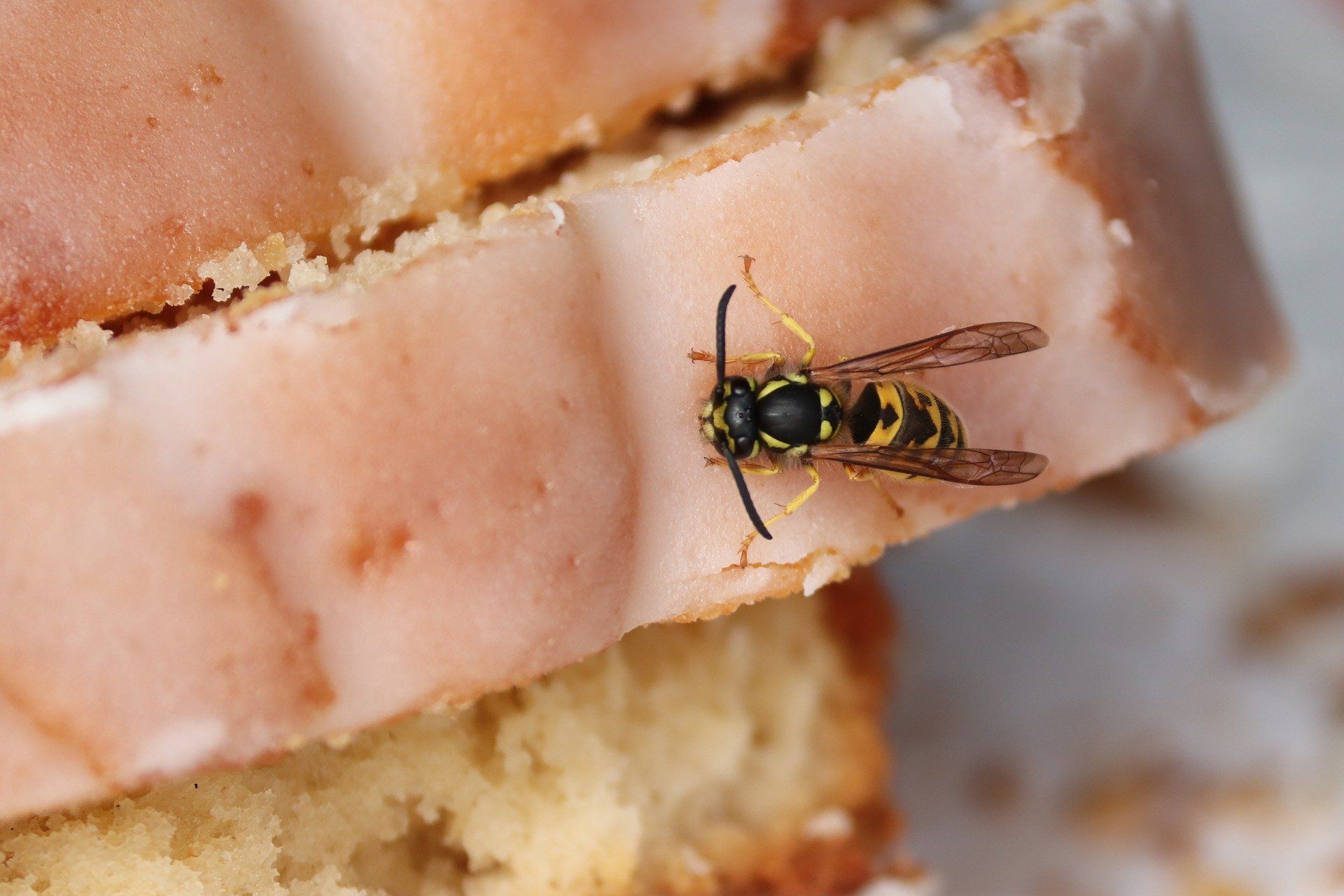 Avispas atraídas por la comida Avispas atraídas por la comida