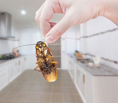 control de plagas de cucarachas en Alicante