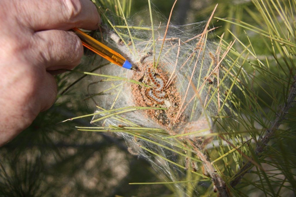 fumigar pino procesionaria del pino fumigar pino procesionaria del pino